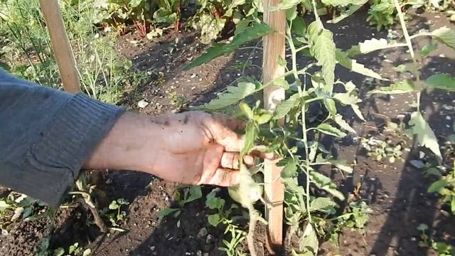 Обрезка кустов помидор, после посадки спустя месяц смотреть онлайн