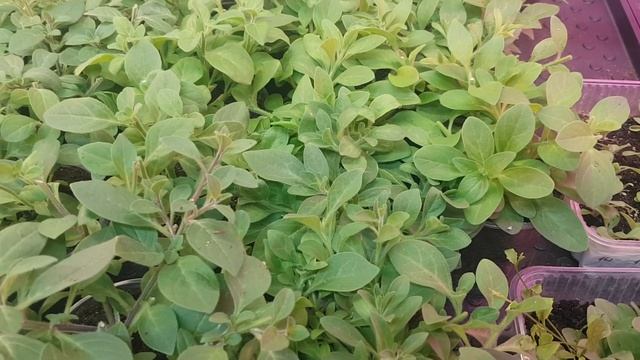 Чем подкормить рассаду петунии для лучшего роста и развития 