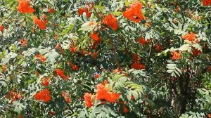 видео Рябина.Nature.Free footage.