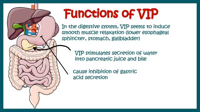 VIP (vasoactive intestinal peptides) || structure and function смотреть онлайн