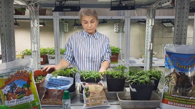 Сажаем позднеспелые сорта для теплицы с обогревом смотреть онлайн