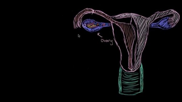 Basics of egg development | Reproductive system physiology | NCLEX-RN | Khan Academy