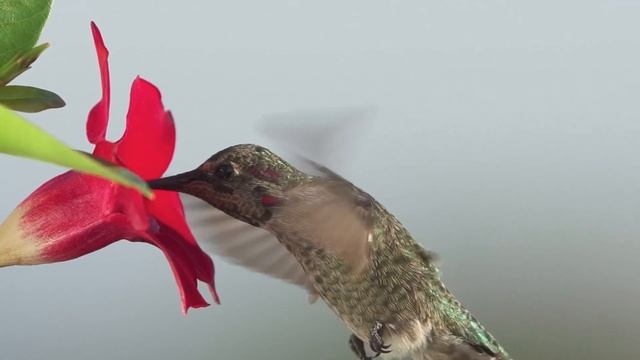 "Процесс выздоровления в Ал-анон". 19 ноября. Мужество меняться. Ежедневник для созависимых. смотреть онлайн