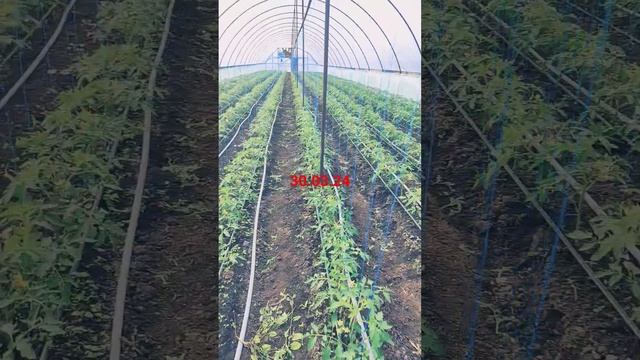 опыление смотреть онлайн
