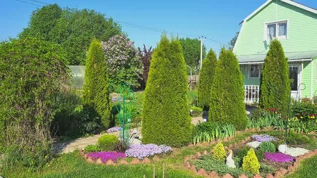 Моя красота цветет!🌸Ленинградская область.Чеснок после подкормки, результат на лицо. смотреть онлайн