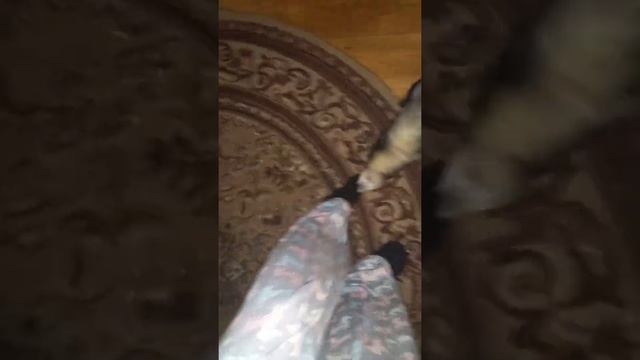 Хорёк напал на хозяина! смотреть онлайн