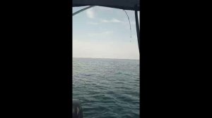 Морское чудовище, первый в жизни трофей.