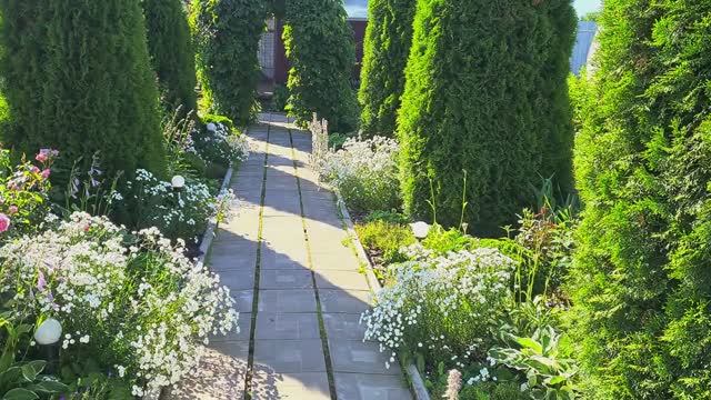 #Розы и другие цветы в Ленинградской области 10 июля 2024!🌹💕 Обзор теплиц! смотреть онлайн