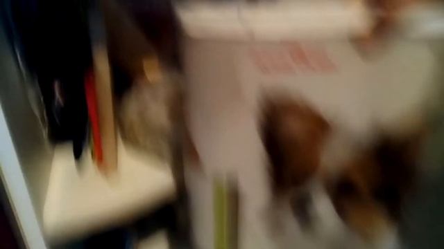 Как проводят утро мои собаки смотреть онлайн