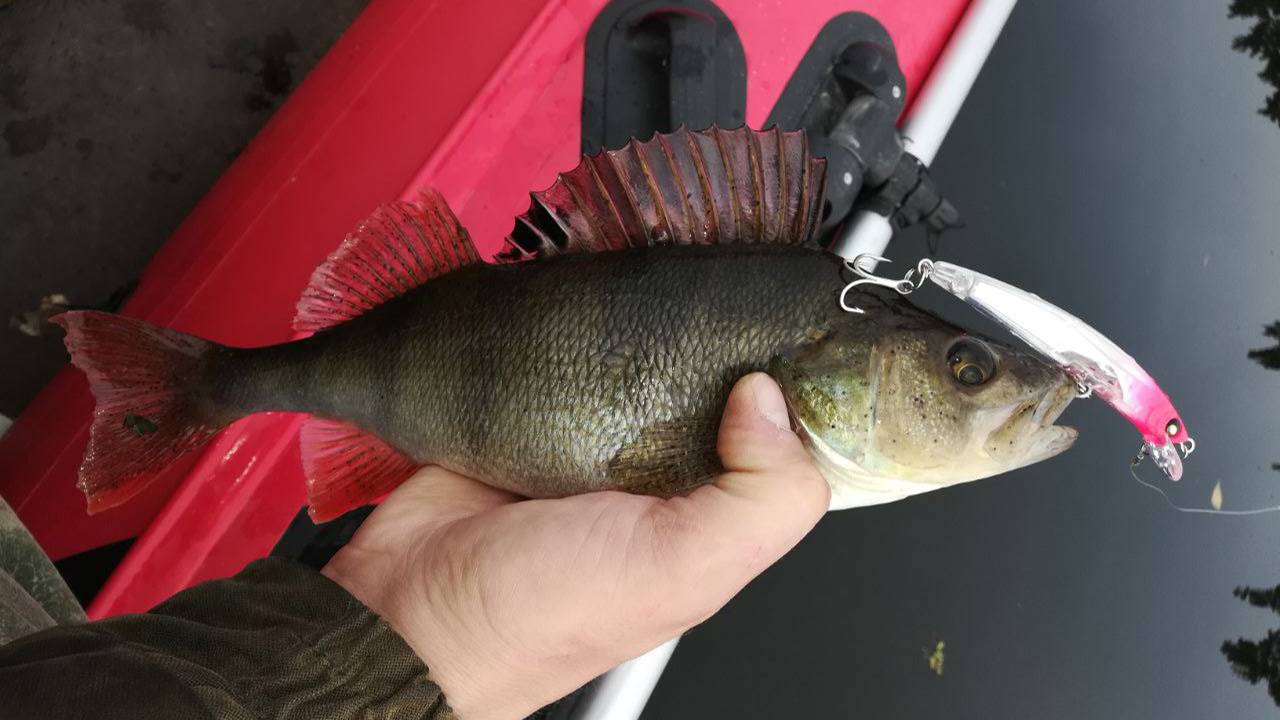 Ловля щуки и окуня на спиннинг.Рыбалка на Волге.Поклевки щуки и окуня на спиннинг. смотреть онлайн