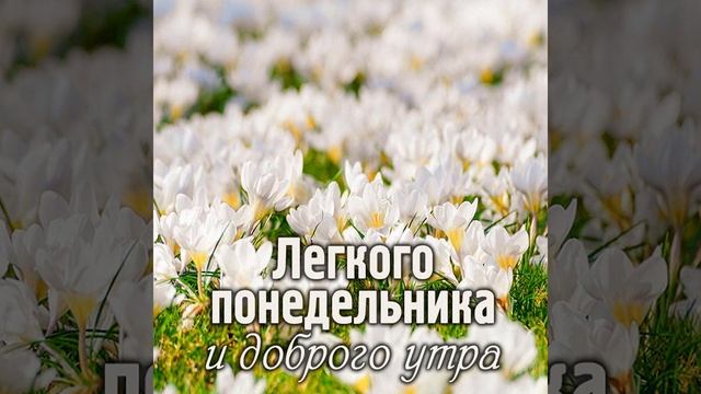 Пожелания лёгкого понедельника смотреть онлайн