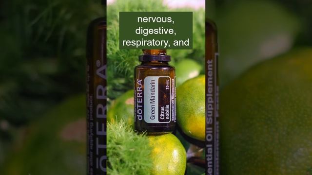 Green Mandarin essential oil benefits and uses смотреть онлайн