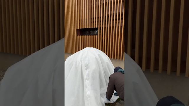 Как мы укрываем рододендроны смотреть онлайн