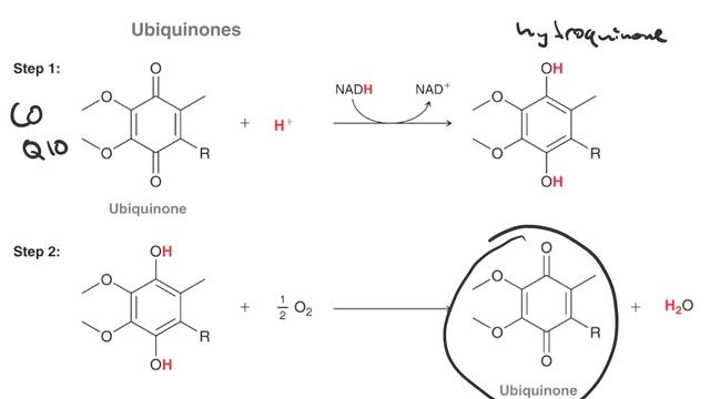 Oxidation of phenol to benzoquinone and biological RedOx reactions смотреть онлайн