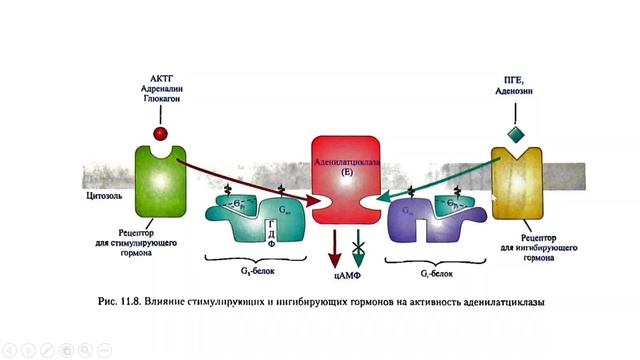 Аденилатциклазная система смотреть онлайн