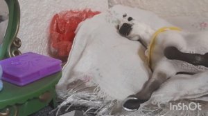 Сериал Schleich «Идеальный мир»//5 серия//Сериал про лошадей