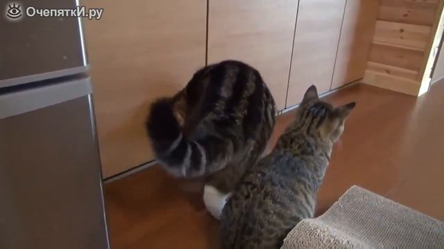 Бывалый кот медвежатник показывает класс новичку смотреть онлайн