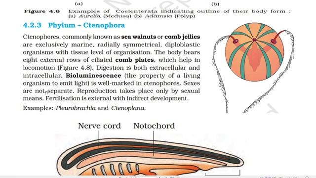 9TH NCERT Ch7/L4 (Animal Kingdom) Diversity In Living Organisms смотреть онлайн