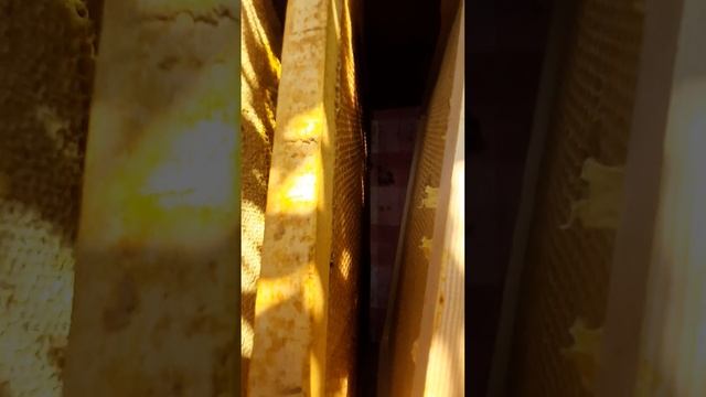 Кавказская серая пчеломатки, привёз из Сочи , 4 матки доехали,подсадил на закрытый расплод на выход смотреть онлайн