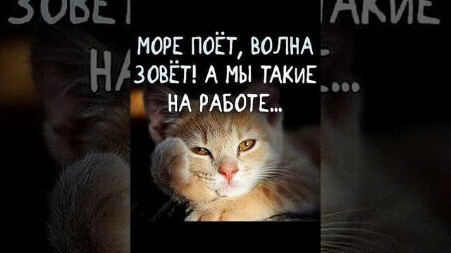 шабака , шуба и шом смотри смешные картинки мемы котики приколы 🤣 смотреть онлайн