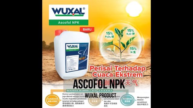 (Foliar Intro#3) Wuxal Series: Wuxal Amino, Ascofol , Ascofol NPK ,What are their differences? смотреть онлайн