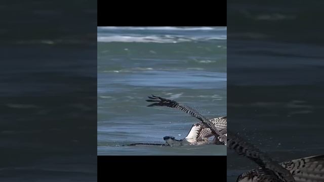 Безумный голодный пеликан хватает скопу прямо в воздухе! Хорошо, что я не рыба. смотреть онлайн
