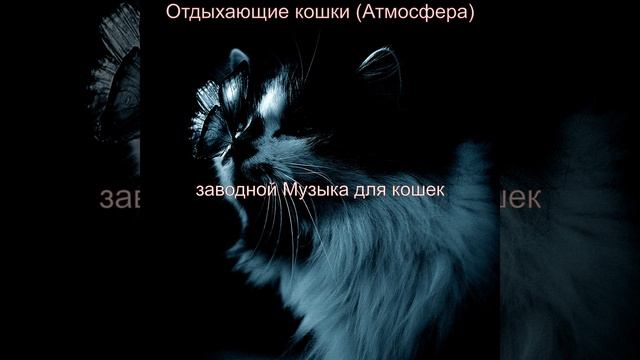 Чувство (Отдыхающие кошки) смотреть онлайн