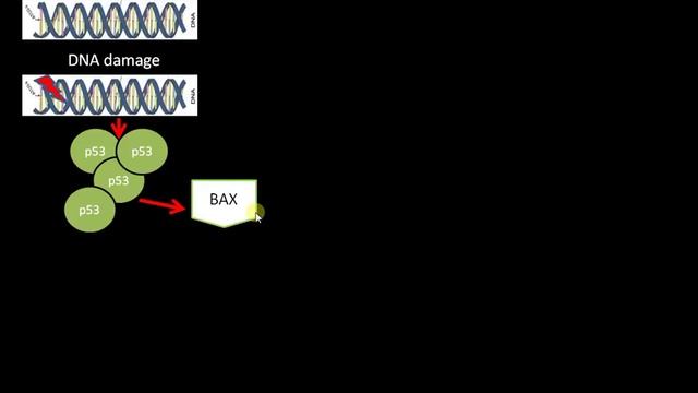 The Role of p53 in Apoptosis | Cancer Biology | Oncology @biologyexams4u смотреть онлайн
