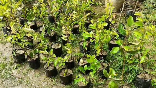 Grafted Apple ber plant |Green Land Nursery India|☎️8918494093 смотреть онлайн