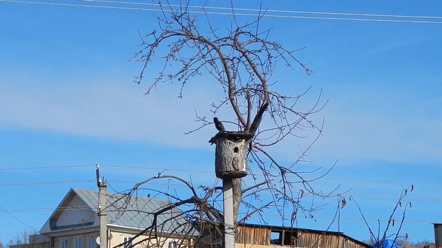 Скворцы вернулись смотреть онлайн