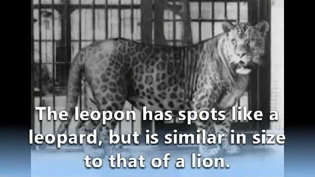 Leopon