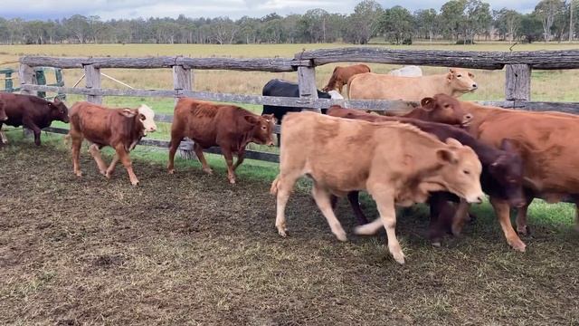 Iona x bred hfrs 2 смотреть онлайн
