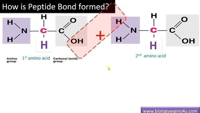 What is a Peptide Bond? || BiologyExams4u 1 Minute Classroom || смотреть онлайн