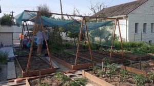 Как сделать затеняющий навес для огурцов. Защищаем огурцы от солнца.