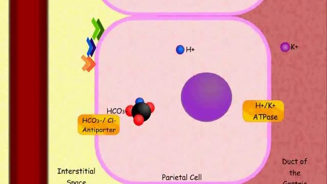 Hydrochloric Acid (HCl) Production In The Stomach Animation смотреть онлайн