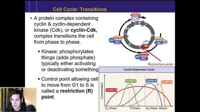 Cell Cycle and Cancer смотреть онлайн
