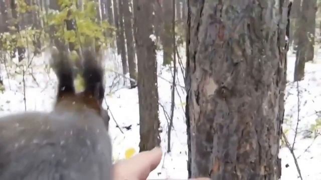 Белки любят семена смотреть онлайн