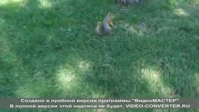 белка 2.avi смотреть онлайн