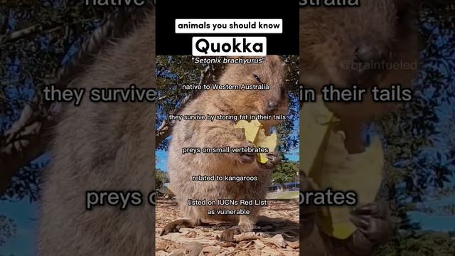 The World's Happiest Animal: The Quokka смотреть онлайн