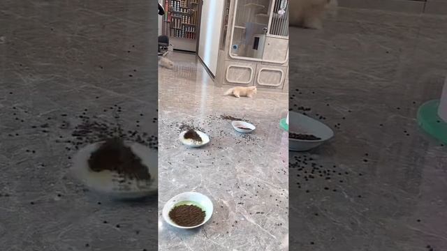 Столовая #shorts