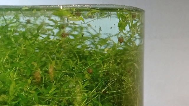Личинка галактики 6 апреля смотреть онлайн