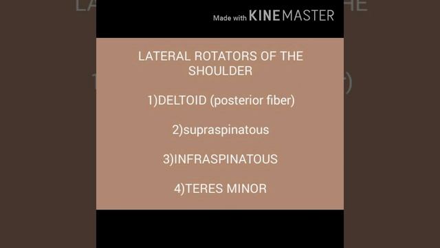 LATERAL ROTATORS OF THE SHOULDER ll ANATOMY SERIES смотреть онлайн