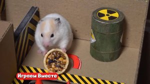 ХОМЯК ВЫБИРАЕТСЯ ИЗ СЕКРЕТНОЙ ТЮРЬМЫ ! СЛОЖНЫЙ ЛАБИРИНТ !
