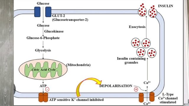 Biosynthesis, Storage & Release Of Insulin & Mechanism Of Action смотреть онлайн