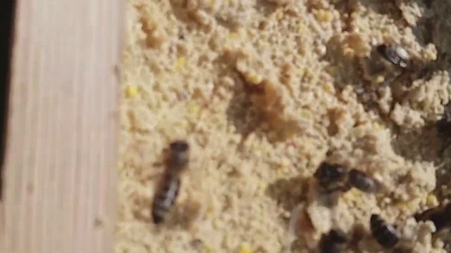 Белковая подкормка пчёл . смотреть онлайн