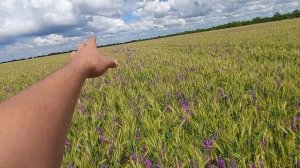 Подкормка селитрой озимой пшеници . Сеялкой или РУМ . Состояние на 16.06.2021