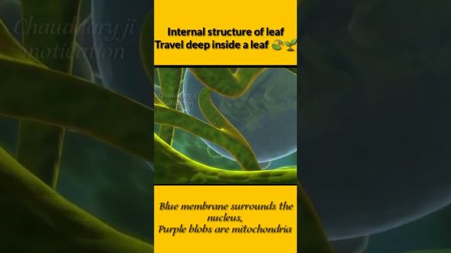 Travel deep inside a leaf-annotated version|internal structure of leaf #short #plant #biology смотреть онлайн