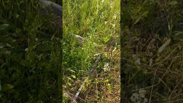Чистотел для тела и уход за ним смотреть онлайн