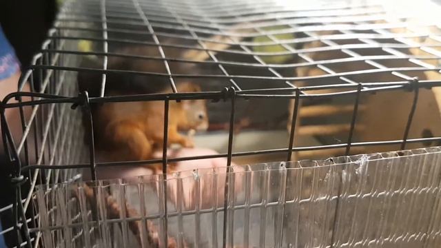 Белка грызет веточку смотреть онлайн