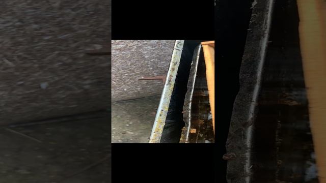Восковая, моль. смотреть онлайн